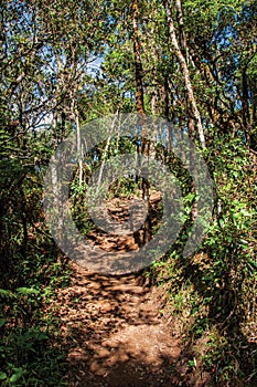 View of trail in the middle of the closed pine forest in Horto Florestal, near Campos do JordÃ£o.