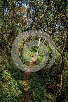 View of trail in the middle of the closed pine forest in Horto Florestal, near Campos do JordÃ£o.