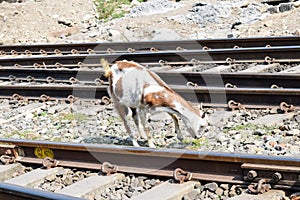 View of train Railway Tracks from the middle during daytime at Kathgodam railway station in India, Train railway track view,