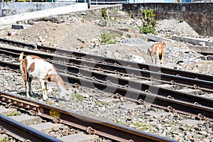 View of train Railway Tracks from the middle during daytime at Kathgodam railway station in India, Train railway track view,