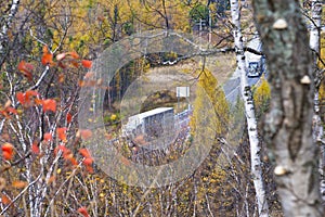 Birch trees overlooking the Transcanada Highway from the town of photo