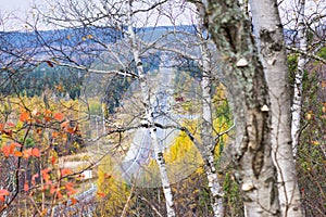 Birch trees overlooking the Transcanada Highway from the town of