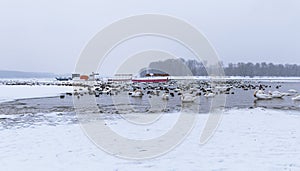 View on trapped birds and boats on frozen river Danube