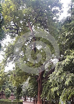 View of a tree appealing to the senses