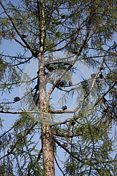 view of a tree and a flock of pigeons