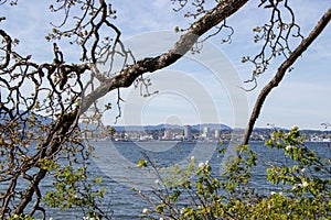 View through tree branch of Nanaimo