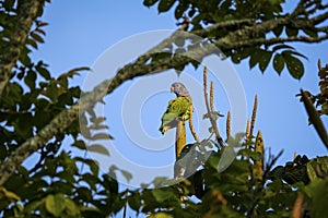 View through tree branches to a Blue-headed parrot (Pionus menstruus) perched on top of a branch