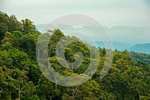 View of tree in forest mountain in Thailand