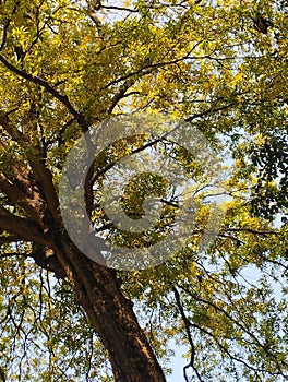 View of a tree full of yellow leaves.