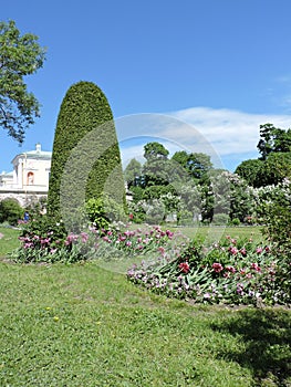 View of tree, lawn with tulips in the park, Saint-Petersburg photo