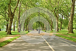 Tree lined road in Hyde Park, London photo