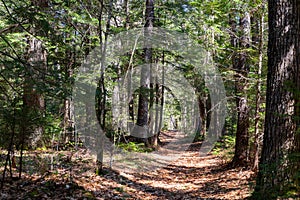 View of the tree lined trail of Ducktrap River in Lincolnville Maine in the spring