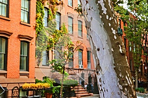 View by tree looking down Greenwich Village street in New York City with vines on brick apartment building