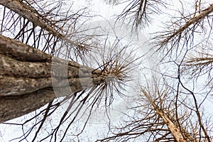 View of tree at Nami island in autumn.