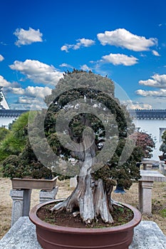 Tree penjing in Humble Administrator`s Garden in Suzhou