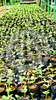 View of tree seedlings in the nursery