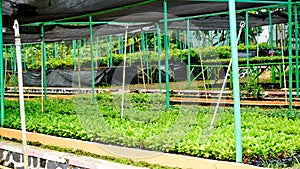 View of tree seedlings in the nursery