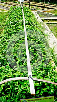 View of tree seedlings in the nursery