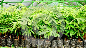 View of tree seedlings in the nursery