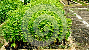 View of tree seedlings in the nursery
