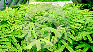 View of tree seedlings in the nursery