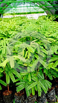 View of tree seedlings in the nursery