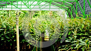 View of tree seedlings in the nursery