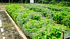 View of tree seedlings in the nursery
