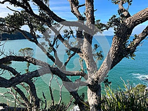View of a tree with the shore of a sea in the background