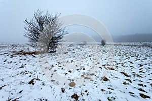 View of a tree in a snow-covered meadow on a gray foggy day, January day