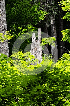 View of a tree stump