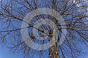 View in a tree on a sunny day with blue sky