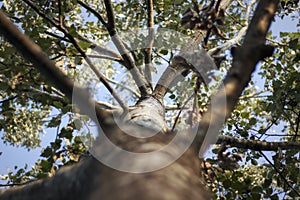 View of a tree at sunset light