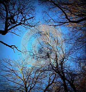 tree tops of several beech and oak trees in the Sababurg primeval forest, Lomography photo