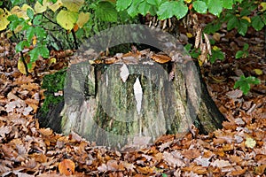 View on a tree trunk at the neroberg in wiesbaden hessen germany