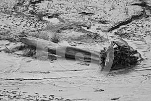 View tree trunks on ganga river