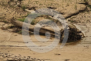 View tree trunks on ganga river