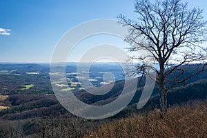 View a Tree and valley from Cahas Mountain Overlook