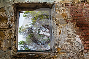 View of tree from window of abandoned mansion Dacha Kvitko