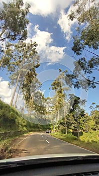 view of the trees along the way