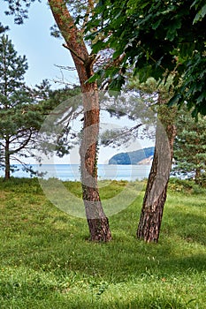 View through the trees on the Baltic Sea and the cliffs in Binz. Pomerania, Germany