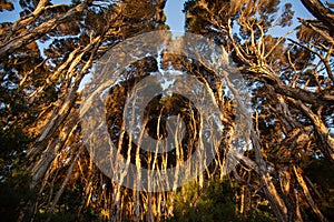 View of trees bathed in sunlight at sunrise