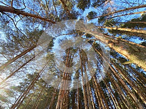View of trees from below, dense pine forest