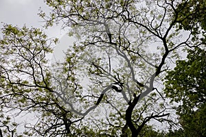 The view trees from below upwards. Scary view of the top branches with green leaves.Natural green leaves and branches on