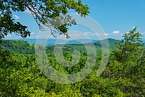 View of a Trees and The Blue Ridge Mountains