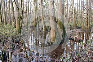 View of Trees in Congaree National Park in Winter