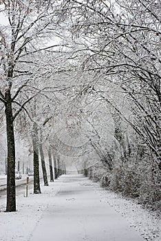 trees covered by the snow in border urban park in the city by snowstorm