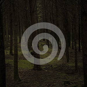 View on the trees in a dark and moody pine forest