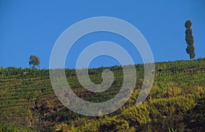 View trees and  the Farmfield with  background blue sky