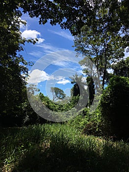 View through trees, Fazenda, Sao Paulo Stare Brazil